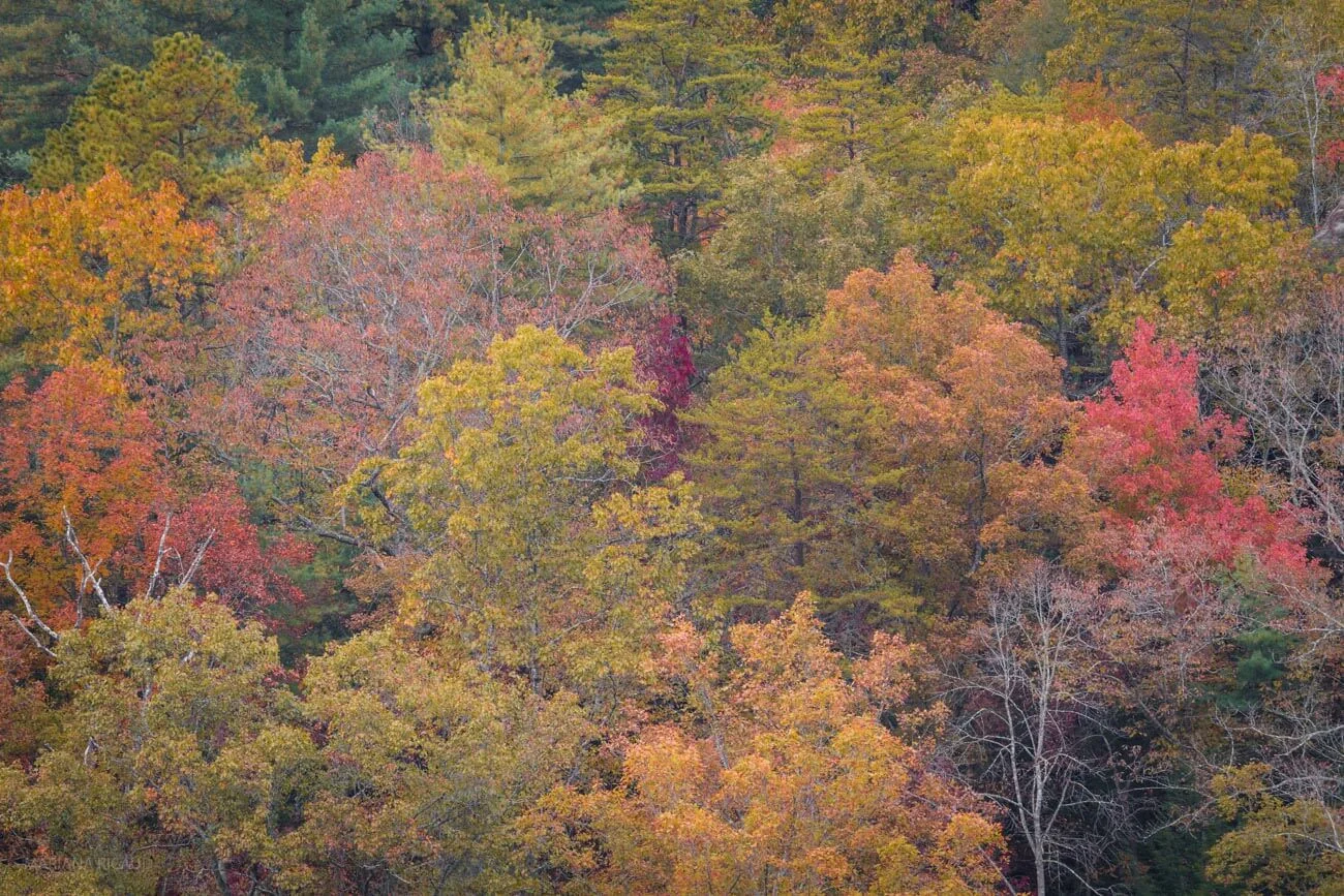 FOLIAGE-8.jpg