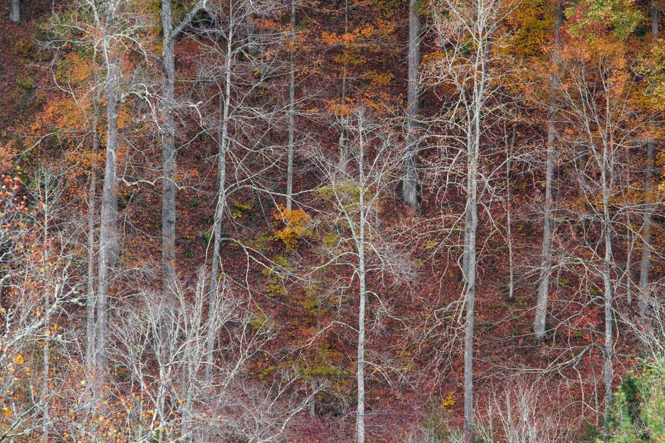 FOLIAGE-9.jpg