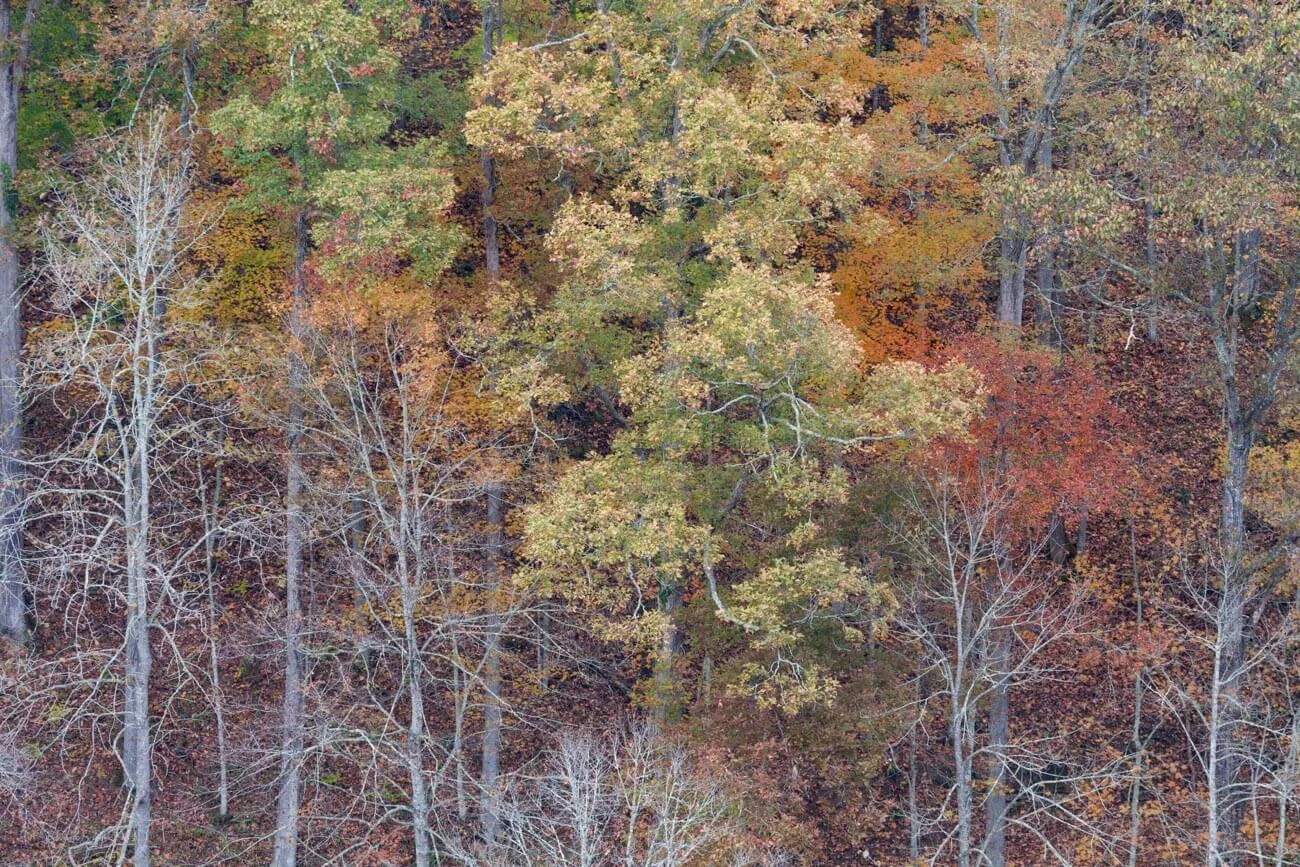 FOLIAGE-10.jpg