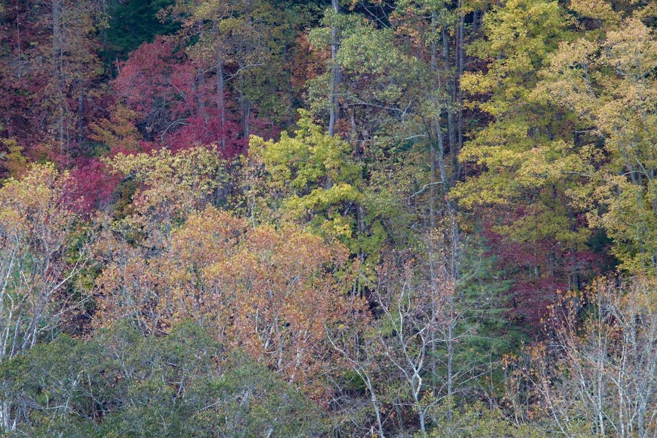 FOLIAGE-11.jpg