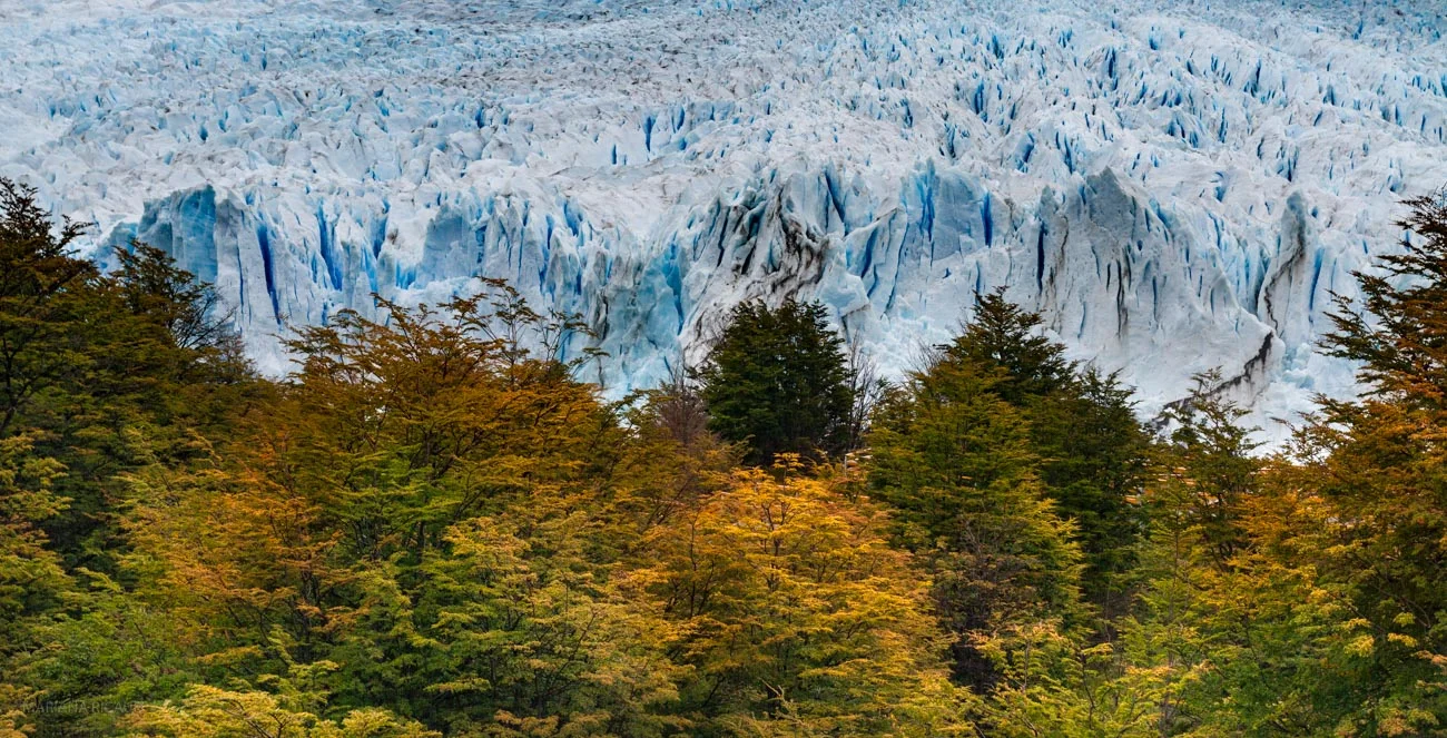 CALAFATE-6.jpg