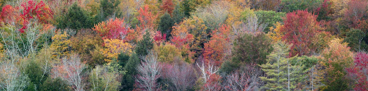 Panoarboles-1.jpg