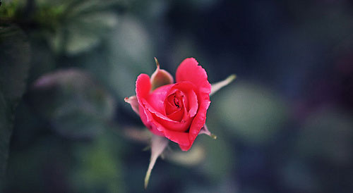 rose heart.jpg
