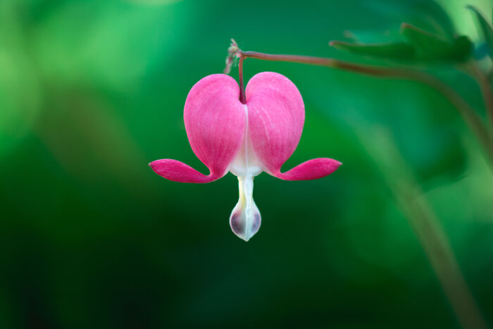 Bleeding-Heart-3.jpg