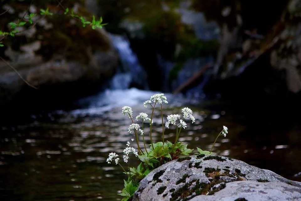 gentle heart flowers.jpg