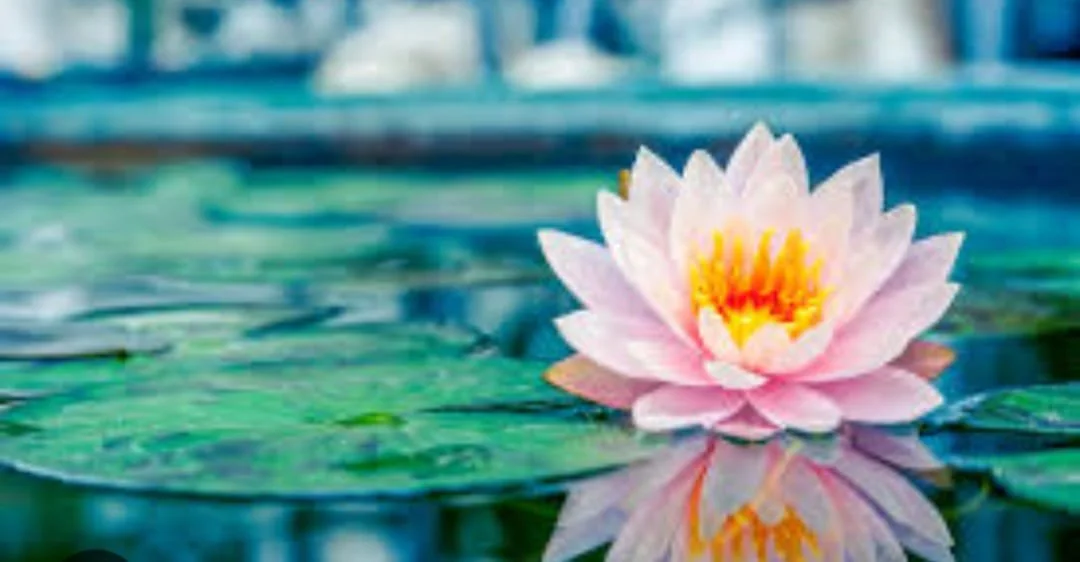 Taster Day: Heart Fullness Meditation Facilitator Training