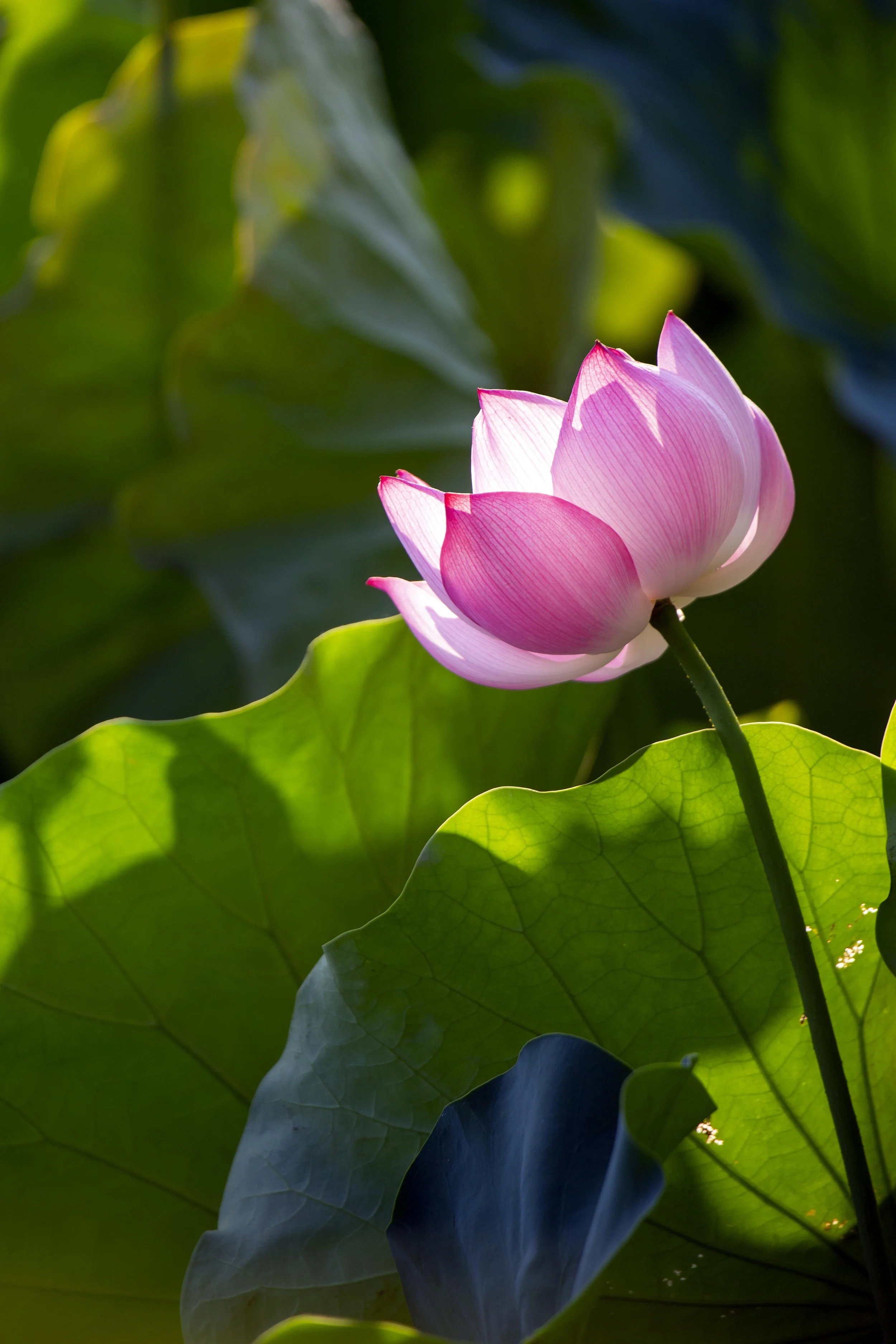 Satsang &amp; Kirtan ~ The Light of the Heart (Bournemouth)