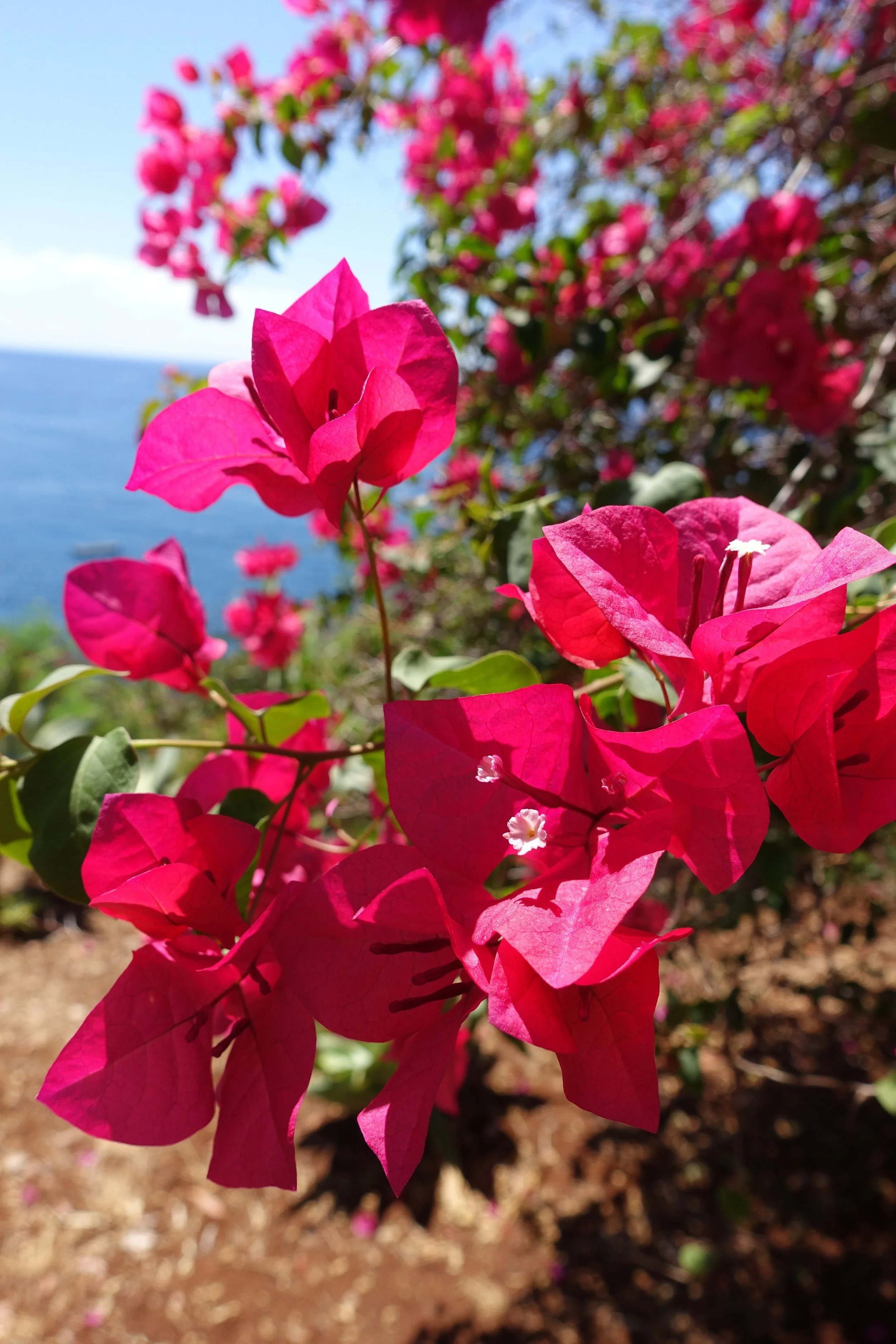 Spring Renewal in Portugal  ~ Retreat with Padma Devi &amp; Harshani Ma 