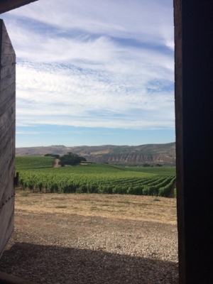 5 Mile participants will be treated to spectacular views of the Sta. Rita Hills as they run through the historic barn at the top of the Rinconada and Sanford & Benedict Vineyards!
