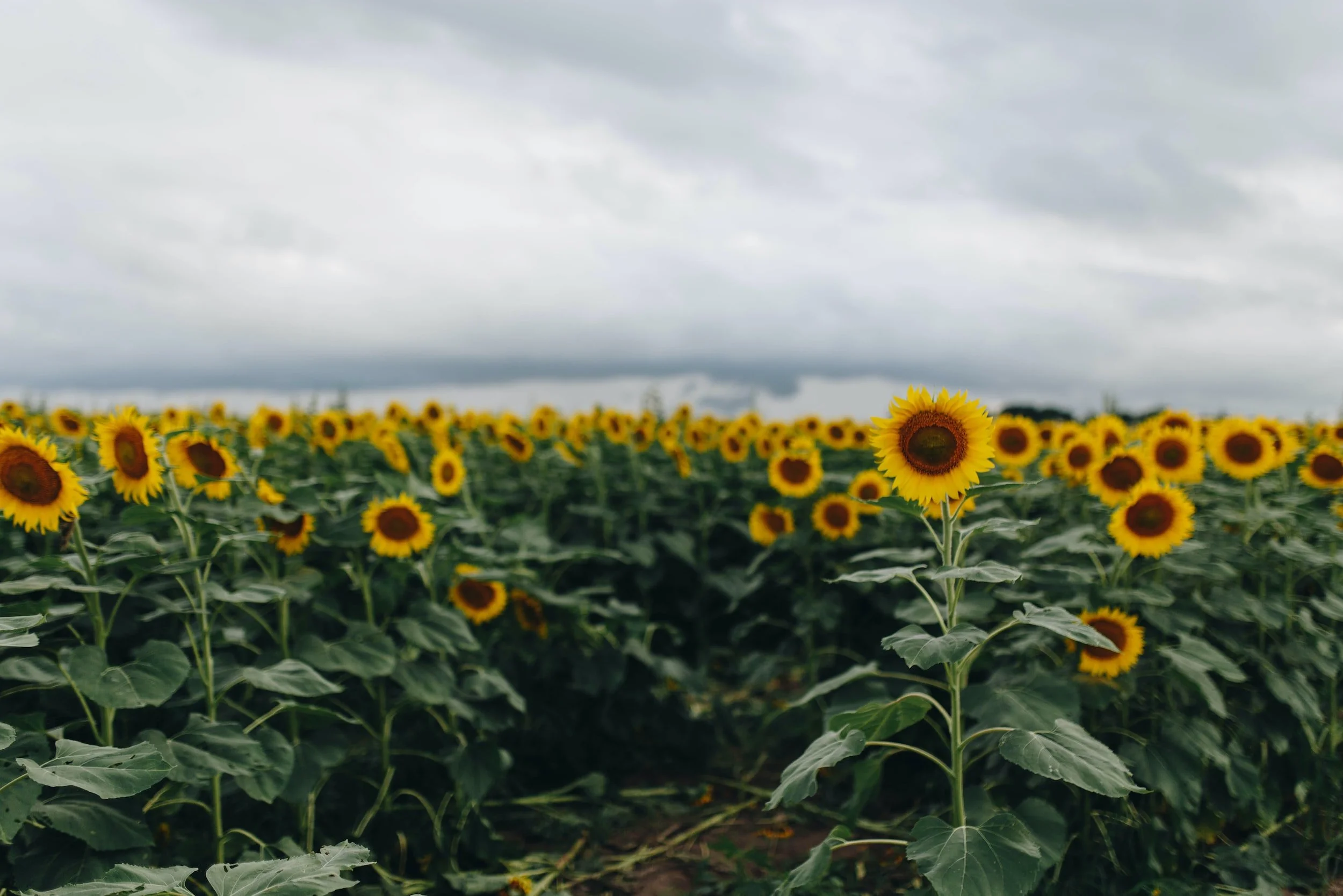 unsplash-image-gzO7AsgJ0Gk.jpg