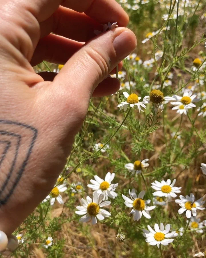 Chamomile was the first herb I really got to know as medicine.
At 12 I found myself having severe digestive issues with no solution from the western medical world or any knowing what to do from my family. I began a quest of my own to find ways to soo