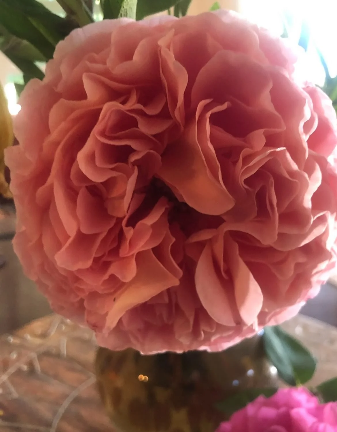 Rose Medicine: Heart of the Ancients

Rose is more than a symbol of love&mdash;she is a gatekeeper of the heart, a protector of softness, and a fierce alchemist of grief. In both powder and glycerite form, rose soothes the nervous system, cools infla