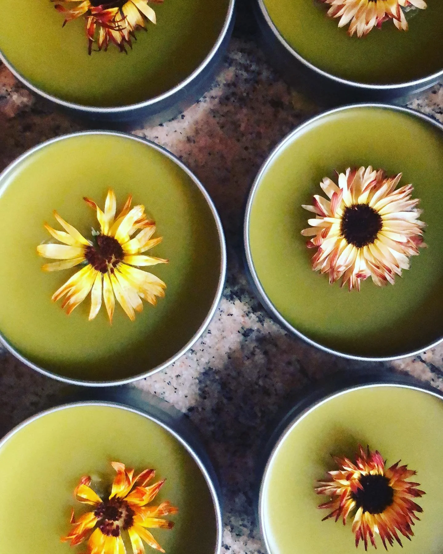 Longest day of the year for making magic #solstice #solsticemedicine #healing #herbalism #stjohnswort #hypericum #calendula #plantain #burdock #potions ~ making lots of new potions and collaborations in this new cycle ~ soon I will share our latest s