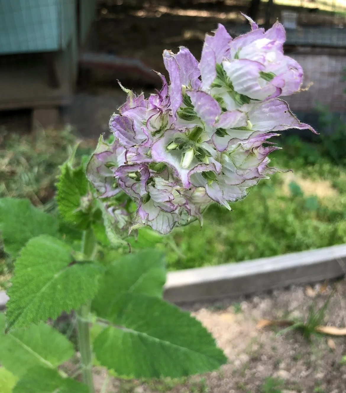 #plantwisdom #clarysage #sageplant #medicina #herbalallies ✨✨✨✨✨✨Clary Sage drops: Elixir of Inner Sight

Clary Sage is a lunar and Neptunian plant spirit, long revered for enhancing intuition, dream recall, and clarity of vision. As a glycerite, it 