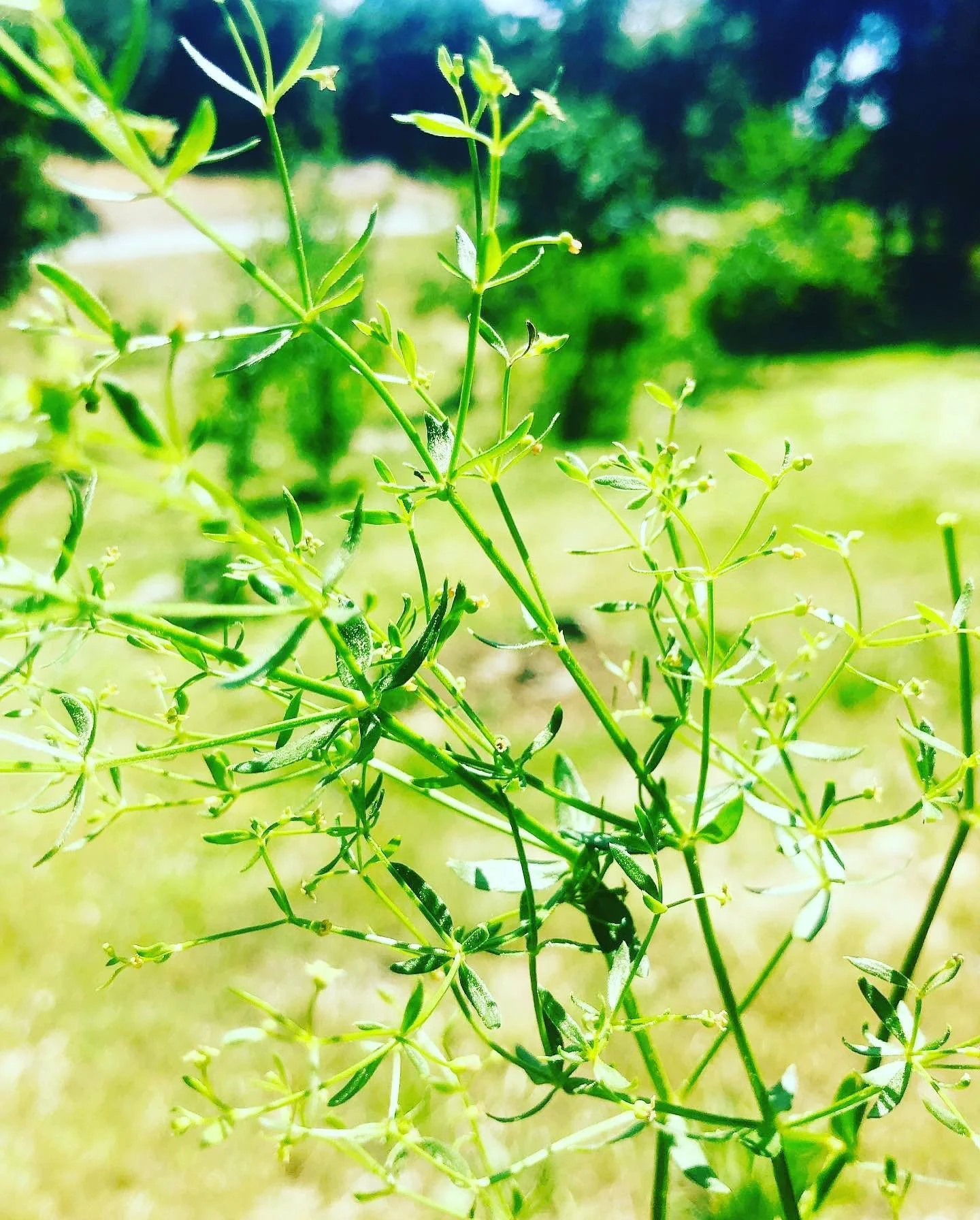 Cleavers! Green medicine for springtime~ go find some in your backyard!! Cleavers are natures lymph cleansing herb, facilitating liver clearing and supporting the body as a gentle diruretic~ this special herb grows wildly in springtime to remind us t