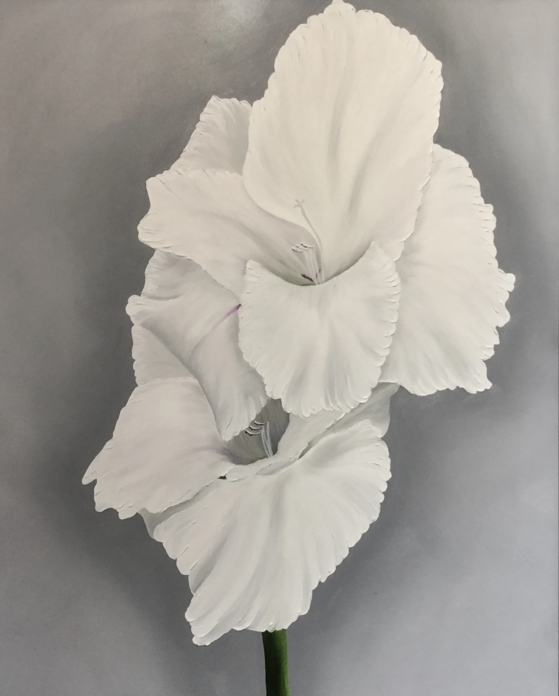 White Gladiolus Double , 2017 3024726156717 Oil on canvas 30 x 24 inches
