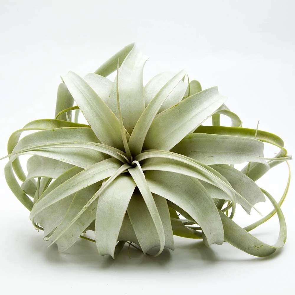 Air Plant