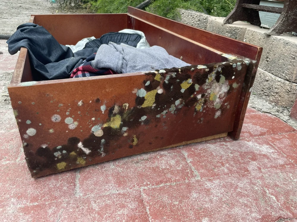 widespread mold growth insurance claim