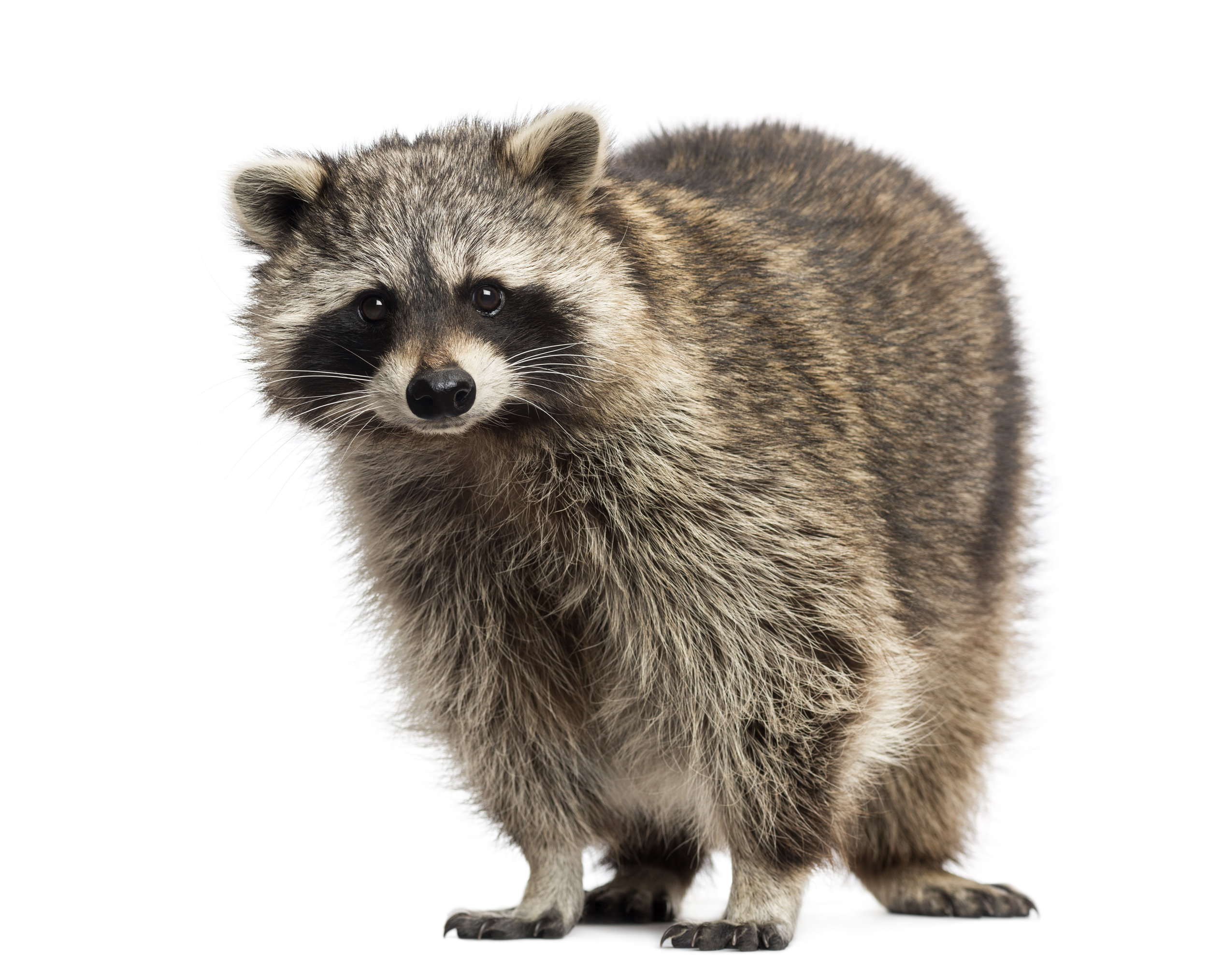 AdobeStock_54437746.jpeg
