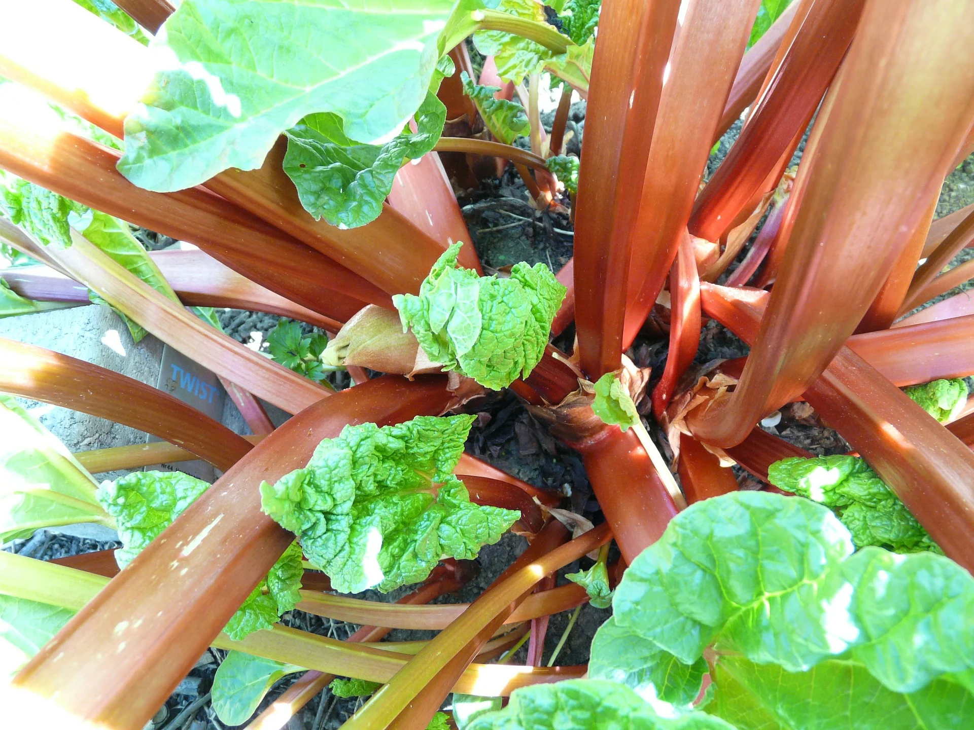 rhubarb-54084_1920.jpg