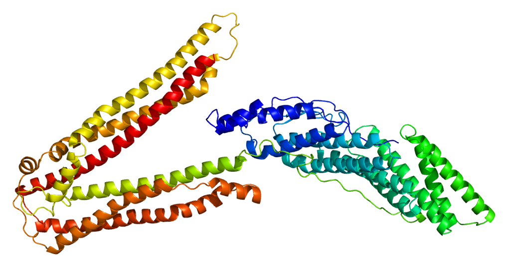 Protein_PDCD6IP_PDB_2oev.png