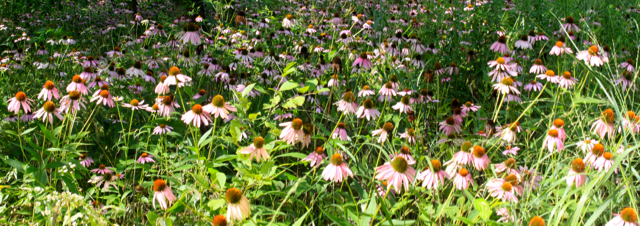 FieldofFlowers.jpg