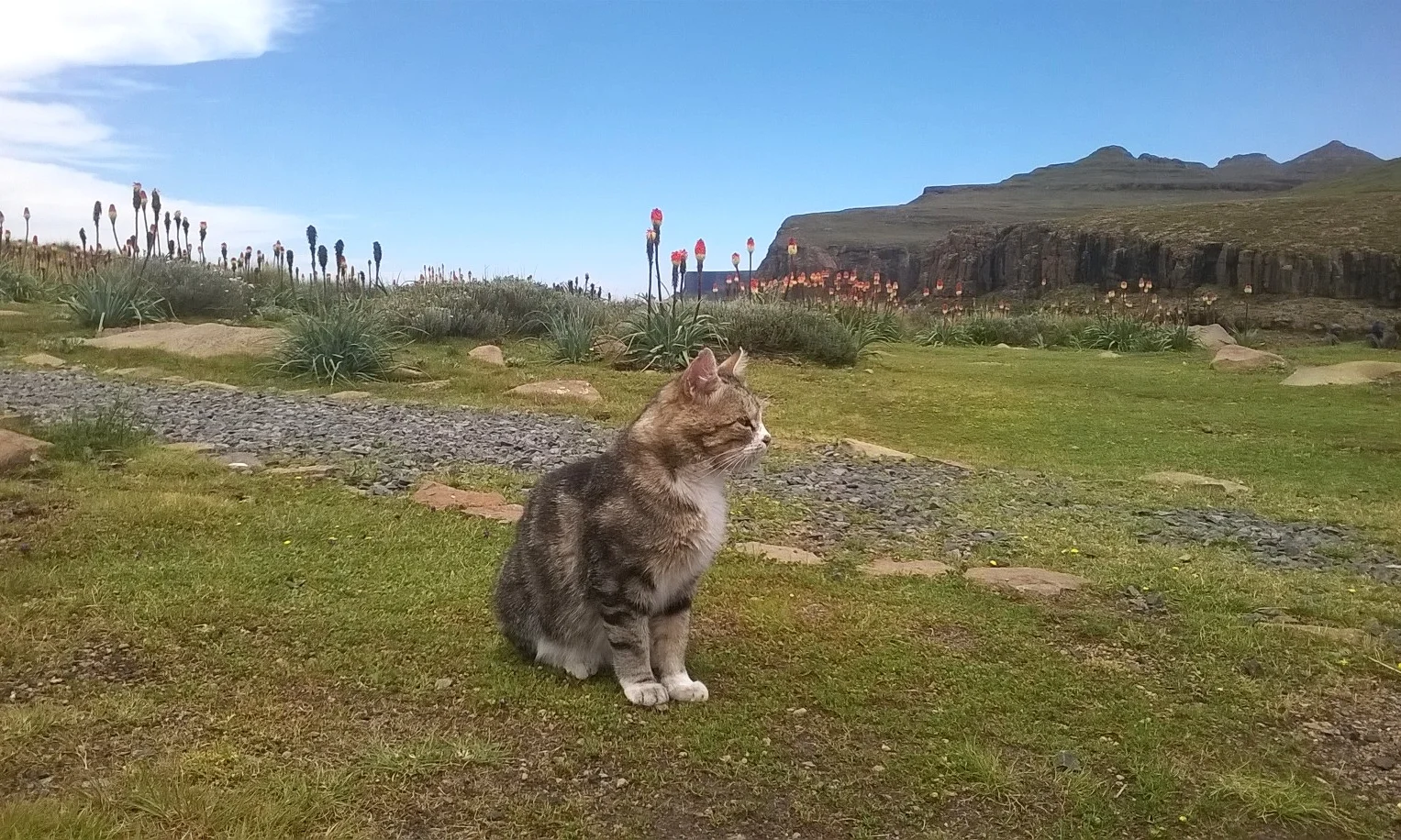 Tigger.jpg
