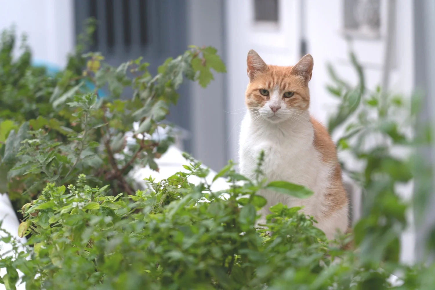 Portokali on garden pawtrol.