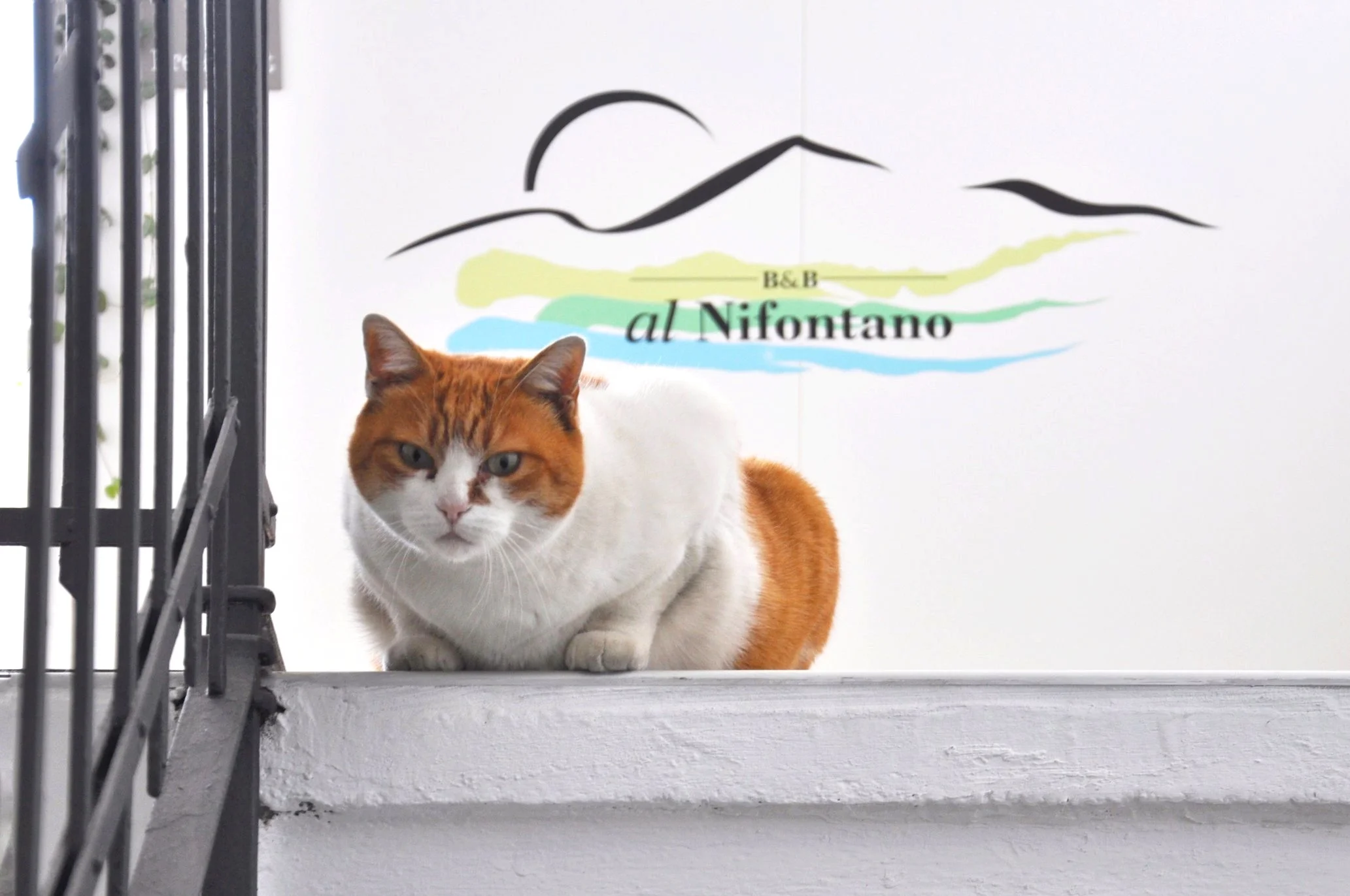 Micia is waiting for you! Images thanks to Al Nifontano Bed and Breakfast.