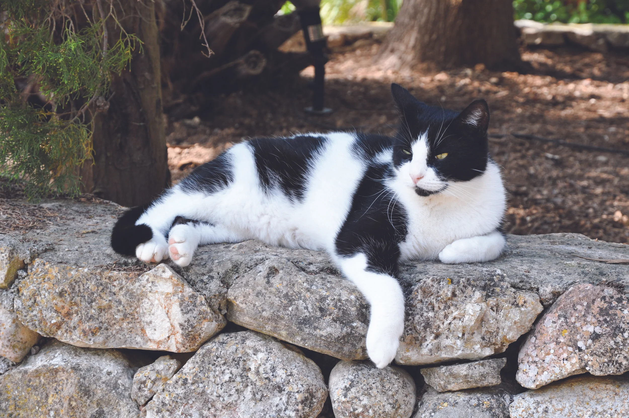 Monty chilling in the garden