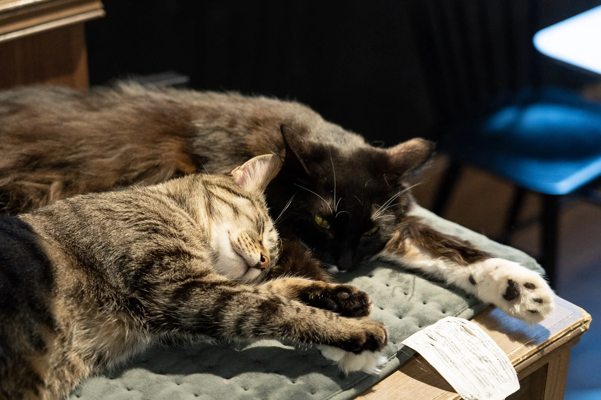 lord whiskey cat sanctuary