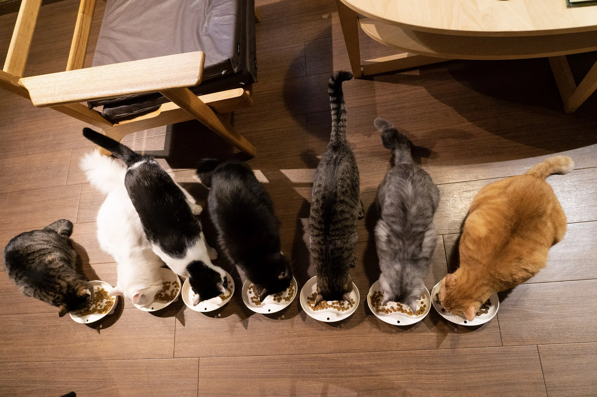 lord whiskey cat sanctuary