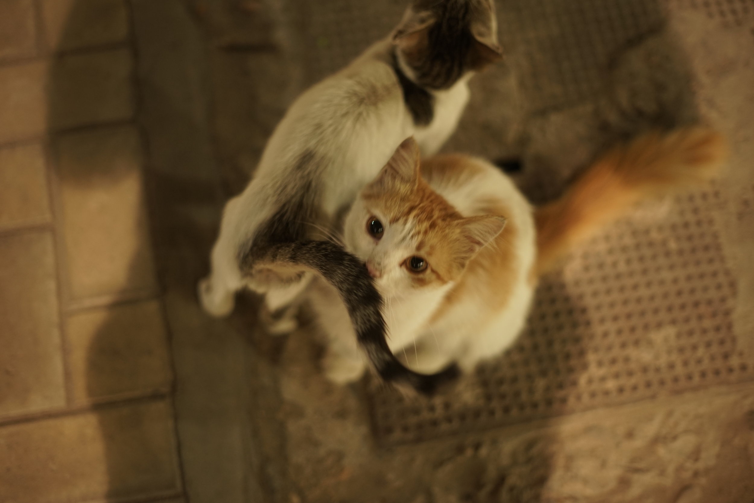 Cats around Terminal 9