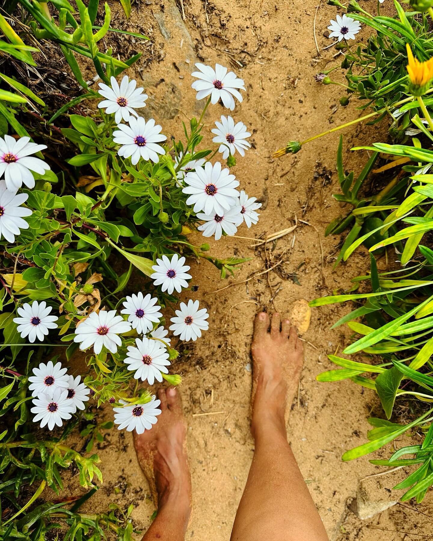 I am grateful for the sand beneath my feet.
The beauty of flowers.
The peace in a pause.
For love and life.

May you find your upward spiral 🙏