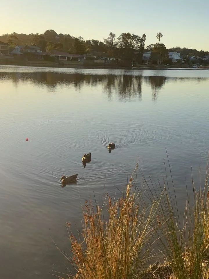 Yesterday evening began with watching a beautiful sunset at Narrabeen Lagoon and ended with a great breathwork session led by @recoverybreath_ for the @academyoflight 

It was magical to experience something so thorough, thoughtful and full of ease i