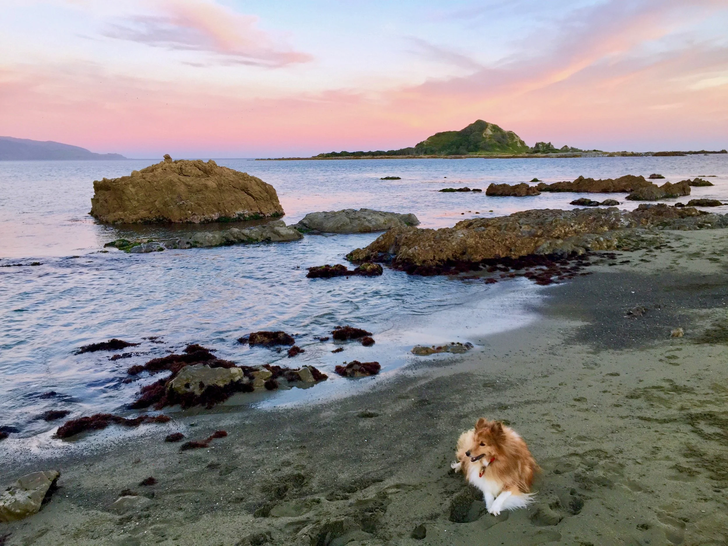 Alfie the Sheltie keeping a characteristic eye on everything at Island Bay beach, as the sun was setting.