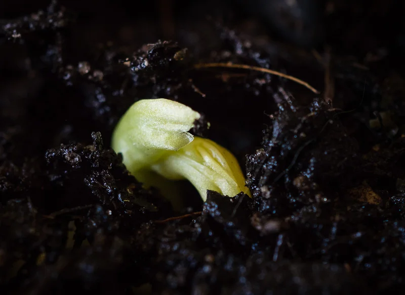 Emerging broad bean seedling, breaking through the dark soil.