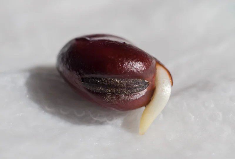 Sprouting broad bean (Vicia faba, also known as faba or fava bean) on moist paper towel.