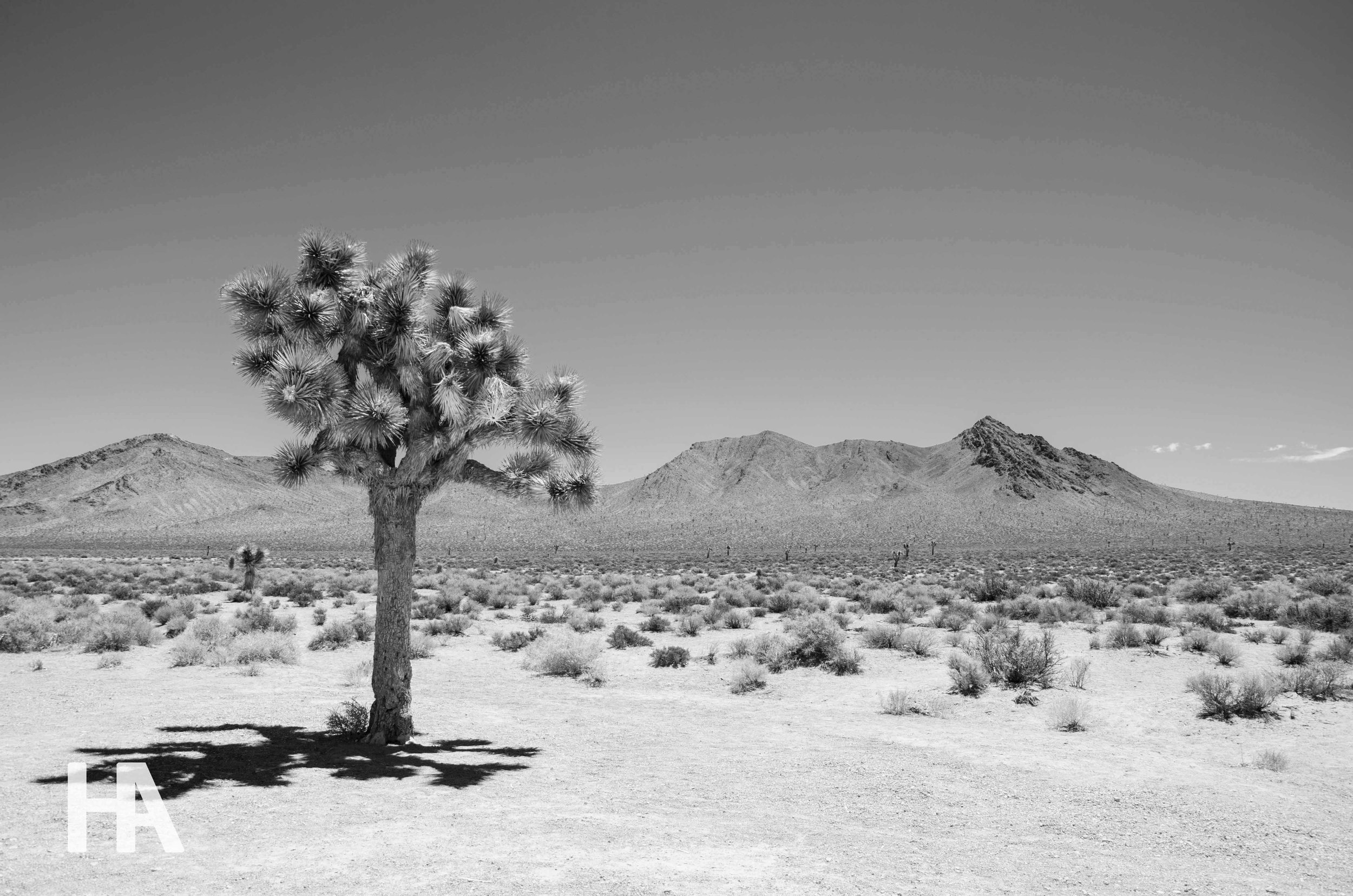 Lone Tree
