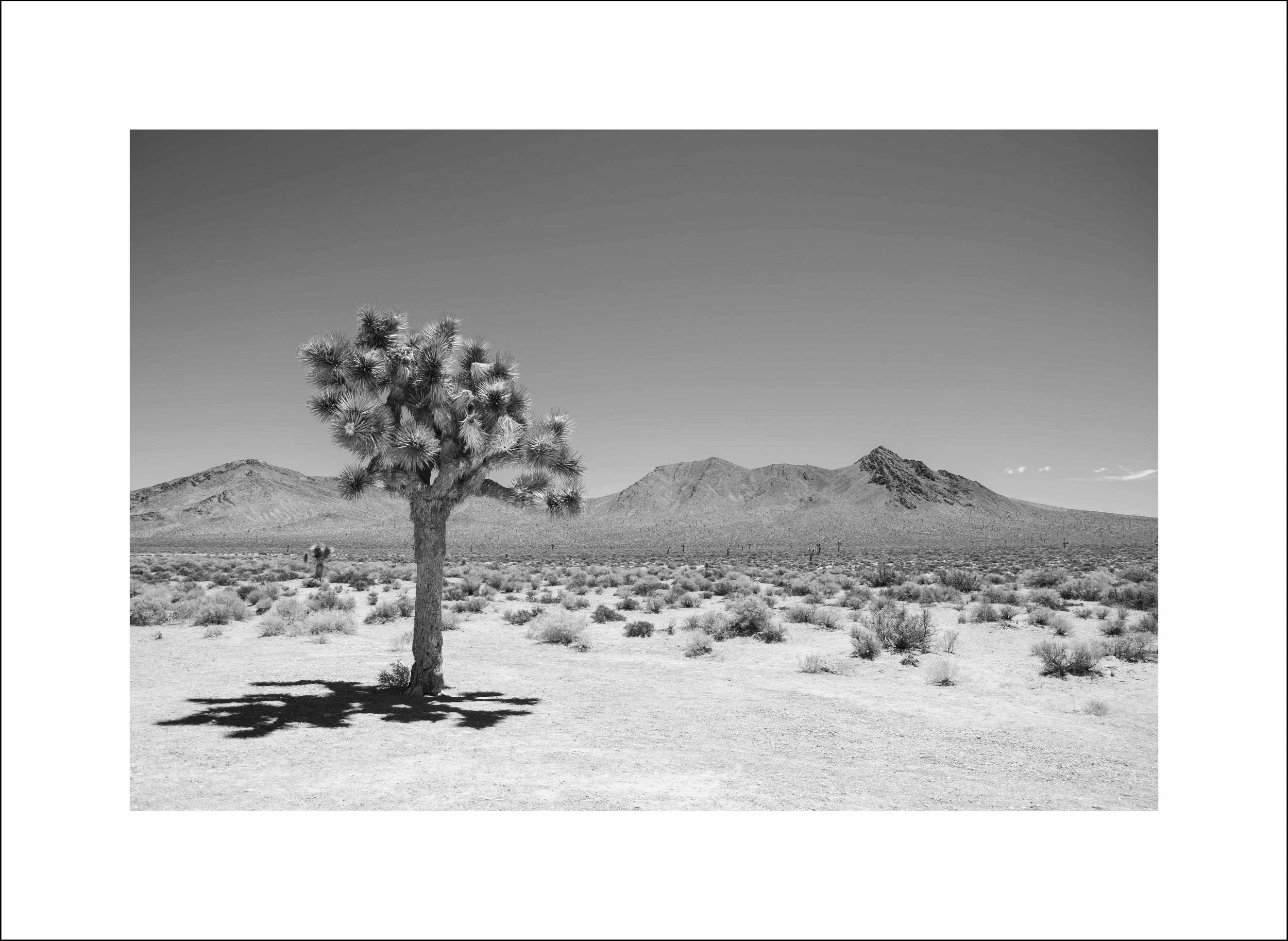 A Death Valley - Tree_b&w.jpg