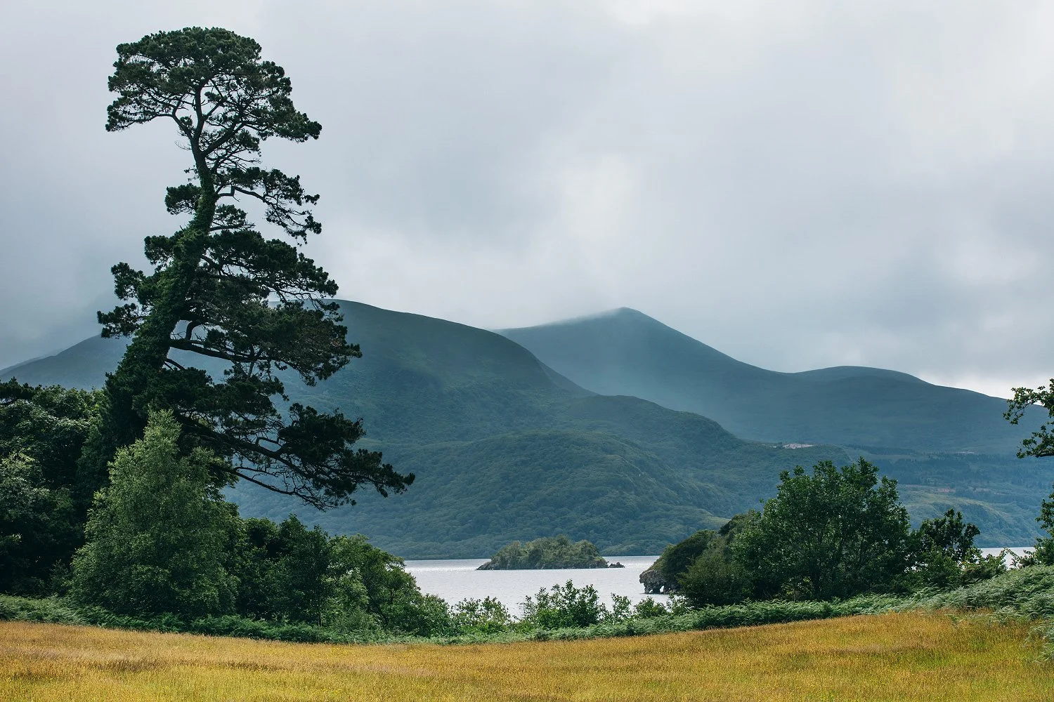Muckross Abbey-Kilarney National Park, Ireland. 2025.