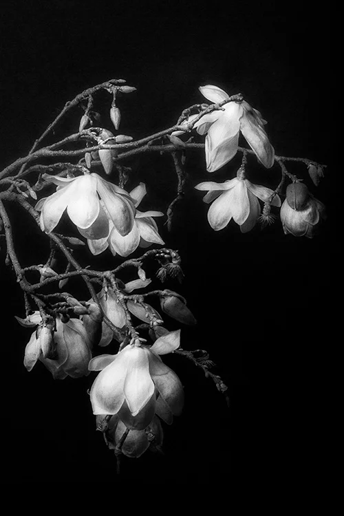 Drooping-Magnolia-website_500.jpg