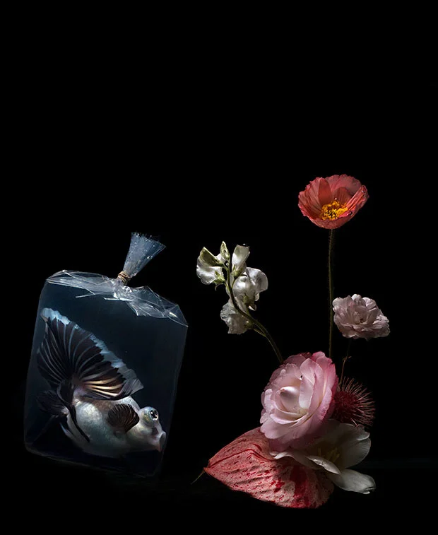 PLASTIC-FISH-LILLI-WATERS-In-Dreams_620.jpg