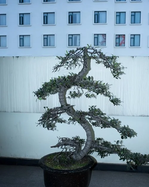 《白夜》,冯立