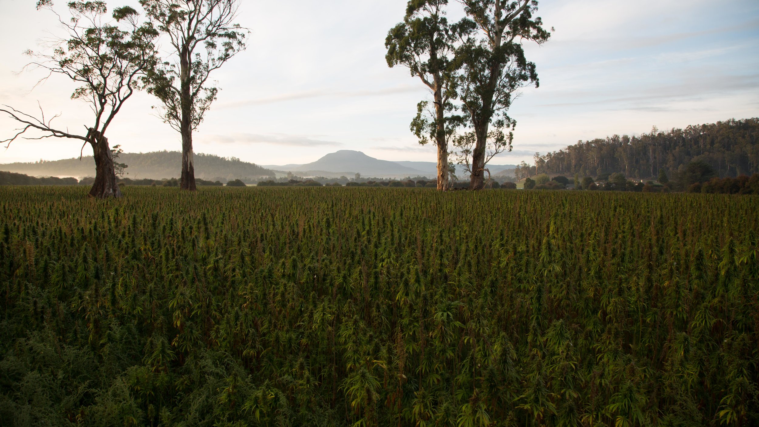 Each product can be traced back to the idyllic Tasmanian farmland where it was grown 