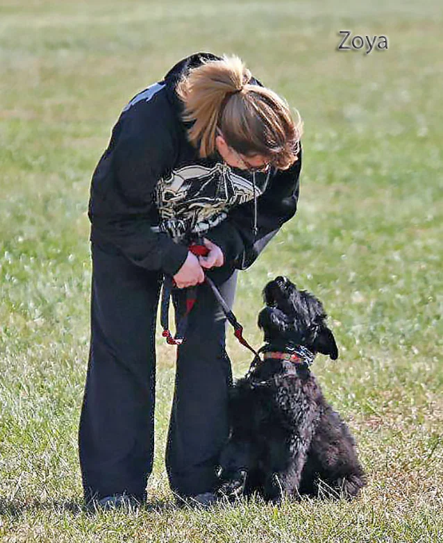 Black Russian Terrier Upkeep