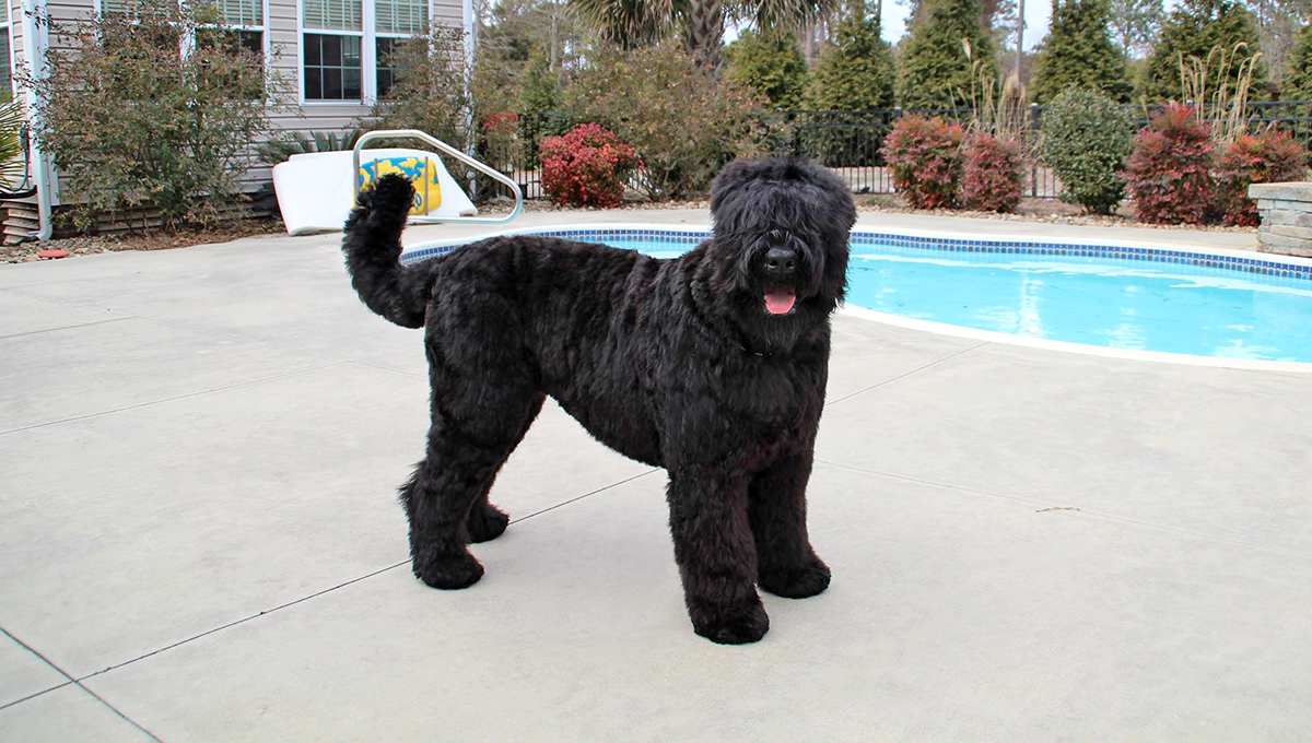 syre permeabilitet ledig stilling Characteristics of the Black Russian Terrier — Guardian Bears Kennel