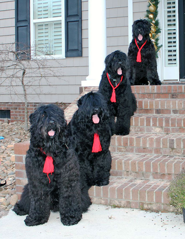How Black Russian Terriers Came to Be
