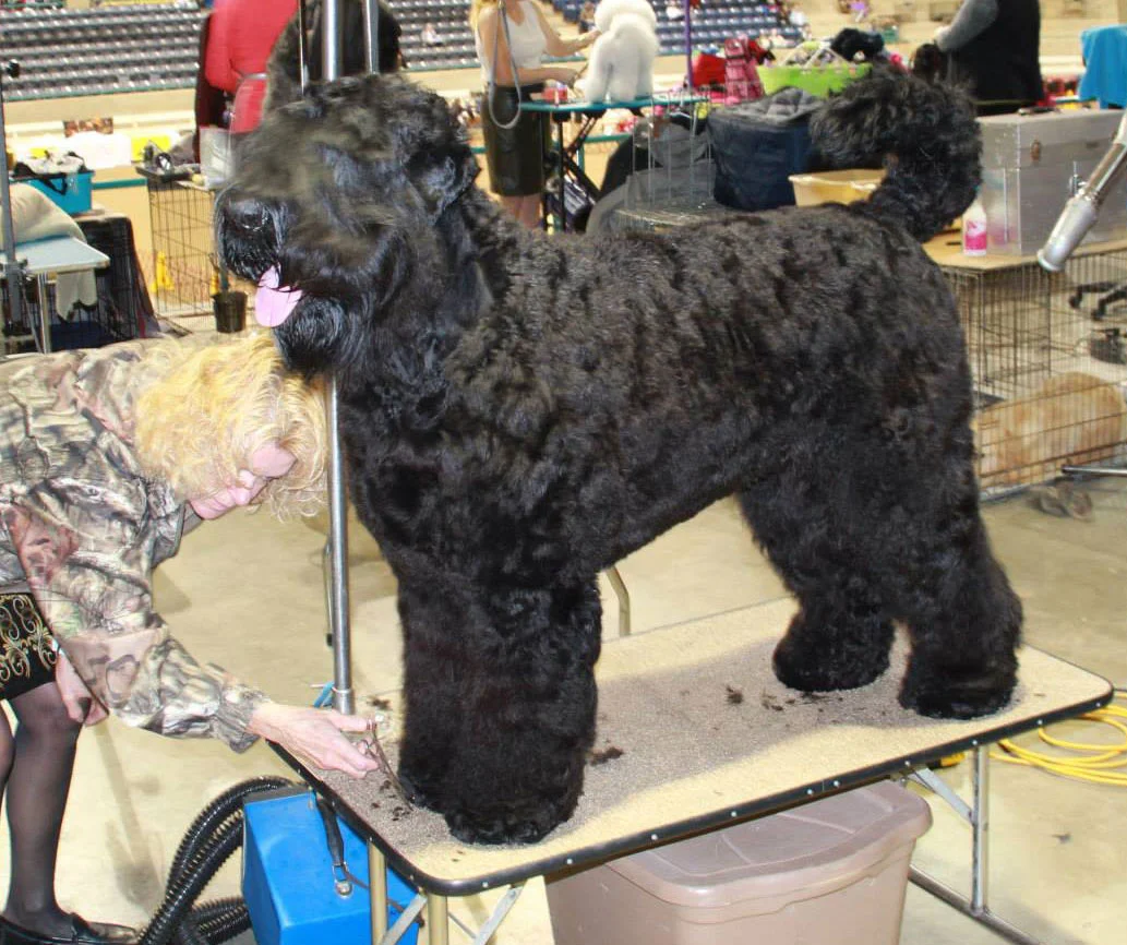 Are Black Russian Terriers the Breed for You?