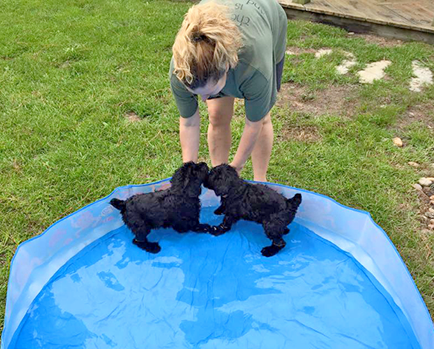 Black Russian Terrier Breeders Take Pride in Our Pups